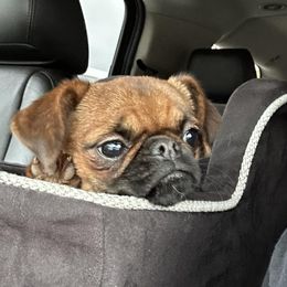 Brussels Griffons and Newfoundlands from Crossroads Canines ~ Brussels Griffon and Newfoundland Dogs