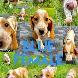 Girl 5 - Lemon and white Basset Hound puppy in Jacksonville, Florida from Craven Bassets