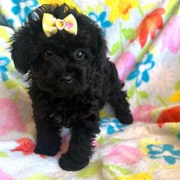 Luna - Black female Poodle puppy in Hephzibah ( Richmond County ), Georgia from Healing Pawz LLC