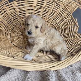 Richard - Cream male Goldendoodle puppy in Grovetown, Georgia from Snug-a-Doodles