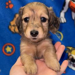 Evelyn - Dapple female Dachshund puppy in Goldthwaite, Texas from Mini Mama Dachshunds
