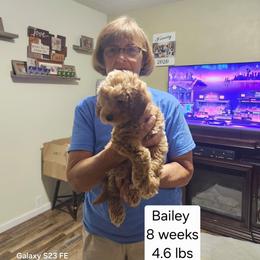 Red collar Penny - Apricot female Goldendoodle puppy in Fairmount, Indiana from Capens' Doodles,Poodles and Poo's