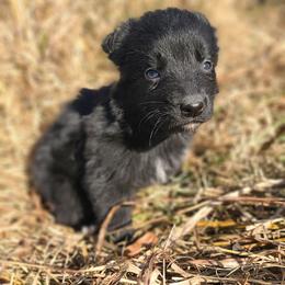 Donner - Black & white male Australian Shepherd puppy in Smithfield, Virginia from Squirrelytail Farms