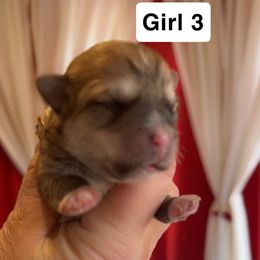 Girl 3 - Tan female Morkie puppy in Pittsburgh, Pennsylvania from Maria's Morkies & More