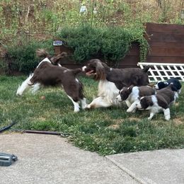 English Springer Spaniel Puppies from Ivy Hill English Springer Spaniels