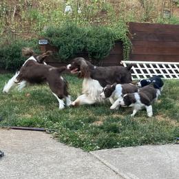 English Springer Spaniel Puppies from Ivy Hill English Springer Spaniels