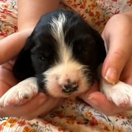Freya - Black and white female English Springer Spaniel puppy in St Johnsbury, Vermont from Paradise Valley Springers