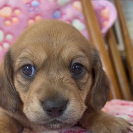 Dachshund Puppies from Pigeon Hill Dachshunds