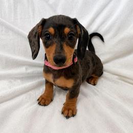 Girl 1 - Dapple female Dachshund puppy in Buckeye, Arizona from AZ Dachshund Proud