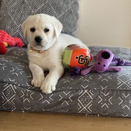 Labrador Retriever Puppies from Sugarpine Labradors