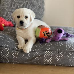 Labrador Retriever Puppies from Sugarpine Labradors