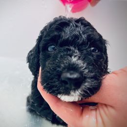 Poodle Puppies from Reuter Clan Poodles