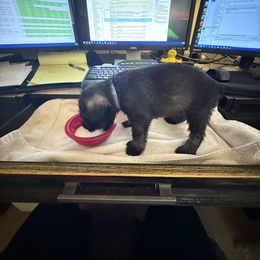 Standard Schnauzer Puppies from Dragos Kennel