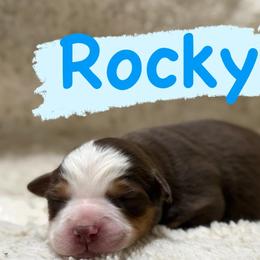 Rocky - Red tri male Miniature Australian Shepherd puppy in South Central, Pennsylvania from Windy Hills Mini Aussies & Doodles