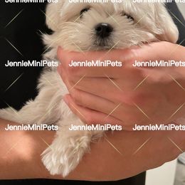 Maltese Puppies from JennieMiniPets