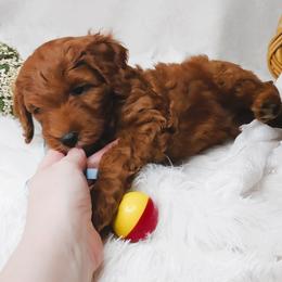 Goldendoodles from WonderDoodles