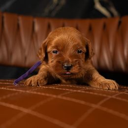 Bernedoodle, Cavapoo, Goldendoodle, and Poodle Puppies from Wasatch Pup