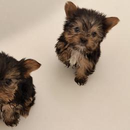 Yorkshire Terrier puppies from Yorkie To My Heart