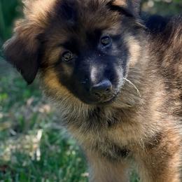 Pastini - Sable female German Shepherd puppy in Corning, Ohio from Chapel Hill Shepherds