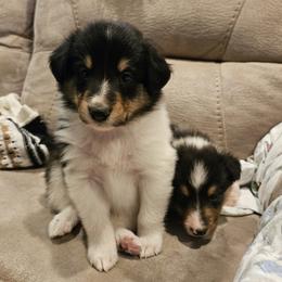 Boy 4 - Black white and tan male Collie puppy in Tennessee from Voneida Collies & Corgis