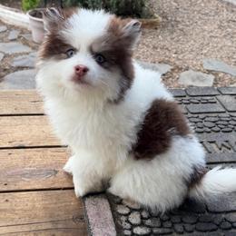 Tater Tot - Chocolate male Pomsky puppy in Mc Minnville, Oregon from West Coast Pomskies