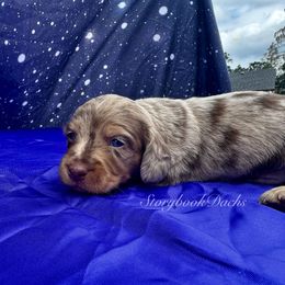 Rocket - Dapple male Dachshund puppy in Springfield, Oregon from Storybook Dachshunds
