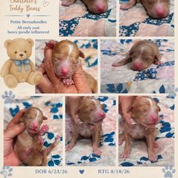 Teddy - Yellow and white male Bernedoodle puppy in Rising Sun, Indiana from Ruby Lane Doodles