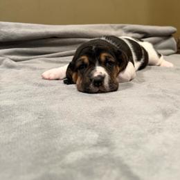Grey Collar - Black brown and white female Basset Hound puppy in Republic, Missouri from Shauna Jones Family Basset Hounds