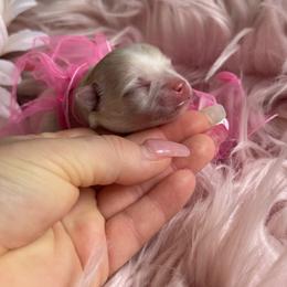 Elvis - Cream and white male Chihuahua puppy in Brooksville, Florida from Daystars Chihuahuas