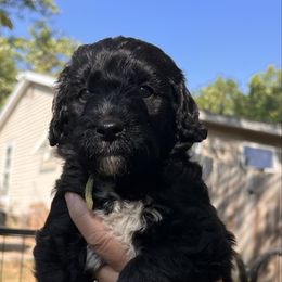 Onyx - Black and white male Aussiedoodle puppy in Grand Haven, Michigan from Happy Hippy Doodles