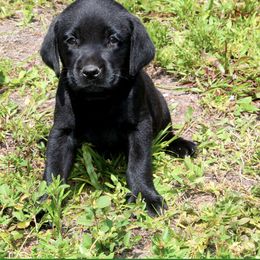 Labrador Retriever Puppies from Palm Beach Labradors