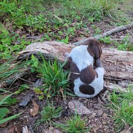 Boy 3 - Liver roan German Shorthaired Pointer puppy in Troy, North Carolina from Uwharrie GSP
