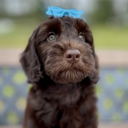 Roxy - Chocolate Australian Labradoodle puppy in Wewahitchka, Florida from Stony Brook Australian Labradoodles, LLC
