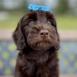 Roxy - Chocolate Australian Labradoodle puppy in Wewahitchka, Florida from Stony Brook Australian Labradoodles, LLC
