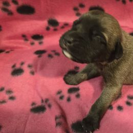 Girl 2 - Apricot female Mastiff puppy in Uhrichsville, Ohio from Angela's Mastiffs