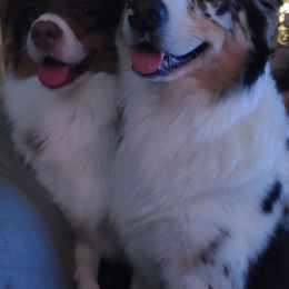 Australian Shepherds from Wildthings Australian Shepherds