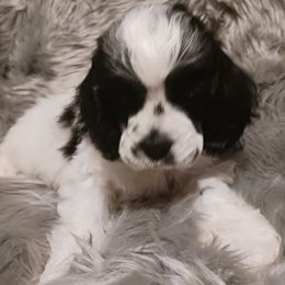 Cocker Spaniel Puppies from Riegelz Cockers
