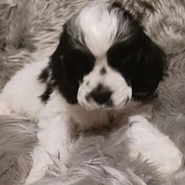 Cocker Spaniel Puppies from Riegelz Cockers