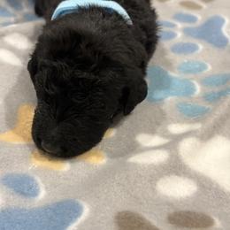 Goldendoodle and Poodle Puppies from Southern Stroll Poodles & Doodles