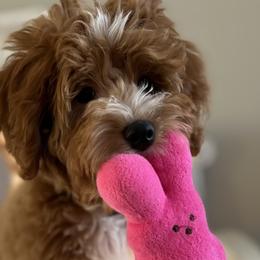 Cavalier King Charles Spaniels, Cavapoos, and Goldendoodles from By Design Doodles