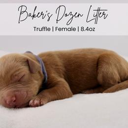 Truffle - Red  female Goldendoodle puppy in Comanche, Texas from Central Texas Doodles, LLC.
