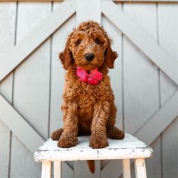 Emerald - Red  female Goldendoodle puppy in Shingle Springs, California from Kindred Oak Goldendoodles
