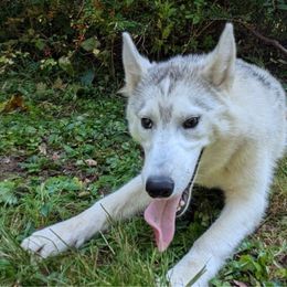 AKC Dark Blue - Black tan and white Siberian Husky puppy in Antrim, New Hampshire from Hampshire Huskies