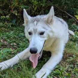 AKC Dark Blue - Black tan and white Siberian Husky puppy in Antrim, New Hampshire from Hampshire Huskies