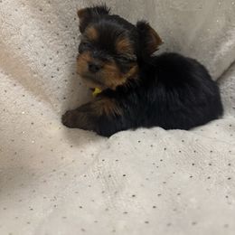 Woody 1800 - Black and tan male Yorkshire Terrier puppy in Valdosta, Georgia from Sweet Georgia Yorkies