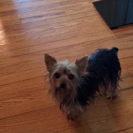 Yorkshire Terrier Puppies from Charlene's Yorkshire Terriers