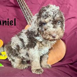 Daniel - Chocolate merle male Bernedoodle puppy in Spring Valley, Wisconsin from Filipiak Breeders