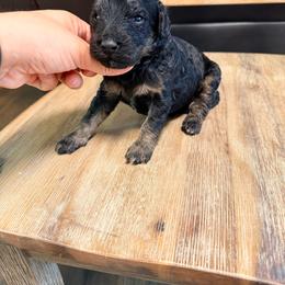 Boy 1 - Phantom male Goldendoodle puppy in Lakeland, Florida from Doodles & Danes