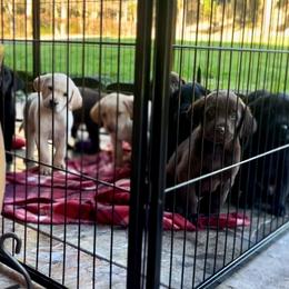 Labrador Retriever Puppies from Knotty Creek Labradors
