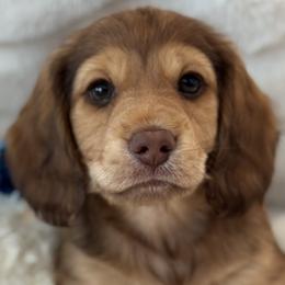 Dachshund Puppies from For the Love of Doxens